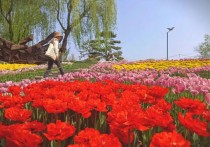 北京世界花卉大观园自由行价格 丰台世界花卉大观园怎么样