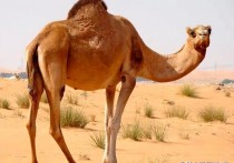 骆驼分为双峰驼和单峰驼两种吗 单峰驼与双峰驼寿命
